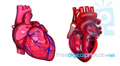 Human Heart Stock Image