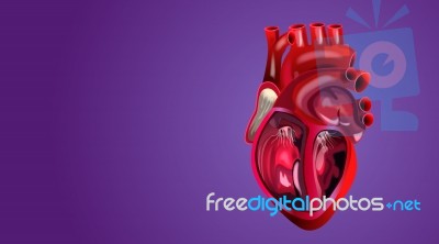 Human Heart Stock Image