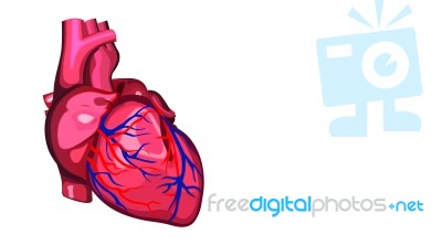Human Heart Stock Image