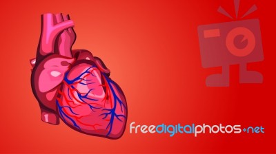Human Heart Stock Image