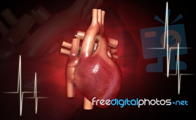 Human Heart And ECG Stock Image