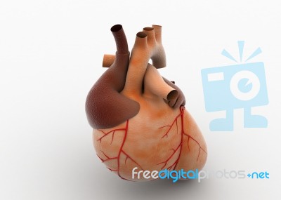 Human Hearts Stock Image