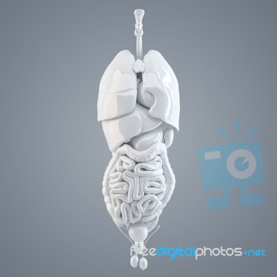 Human Internal Organs. 3d Illustration. Isolated. Contains Clipping Path Stock Image