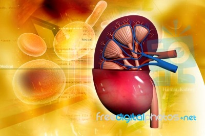 Human Kidney Stock Image