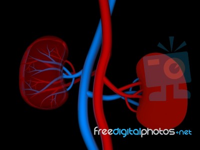 Human Kidney Stock Image