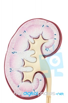 Human Kidney Isolated On White Background Stock Photo