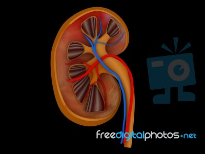 Human Kidney Medical Diagram With A Cross Section Of The Inner O… Stock Image
