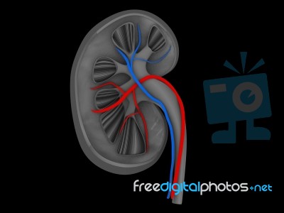 Human Kidney Medical Diagram With A Cross Section Of The Inner O… Stock Image