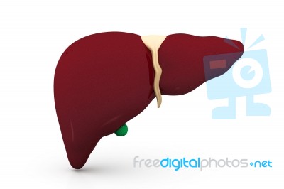 Human Liver Stock Image