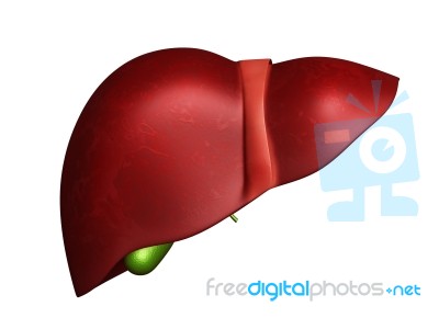 Human Liver Stock Image