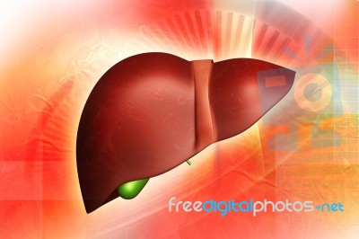 Human Liver    Stock Image