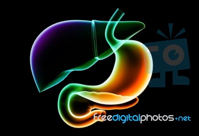 Human Liver And Stomach Stock Image