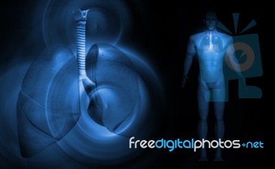 Human Lungs Stock Image