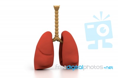 Human Lungs Stock Image