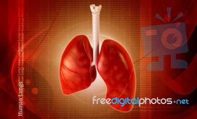 Human Lungs Stock Image