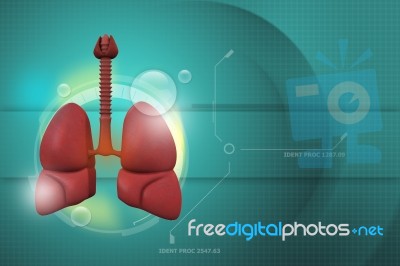Human Lungs Stock Image