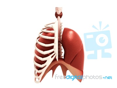 Human Lungs Stock Image
