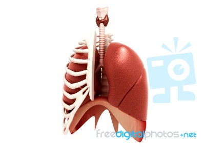 Human Lungs Stock Image