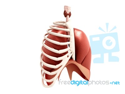 Human Lungs Stock Image