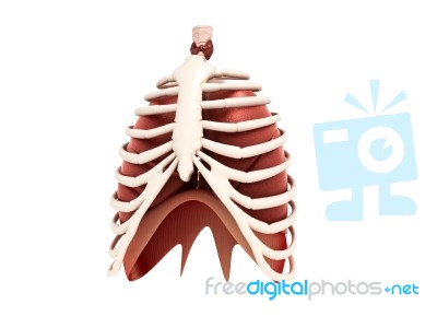 Human Lungs Stock Image