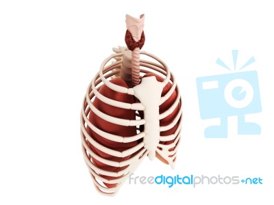 Human Lungs Stock Image