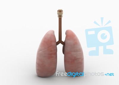 Human Lungs Stock Image