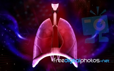 Human Lungs Stock Image