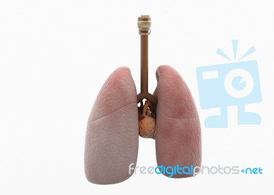 Human Lungs And Digestive System Stock Image