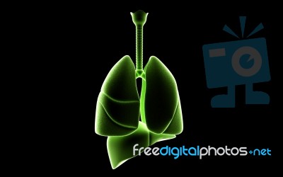 human Lungs And Liver Stock Image