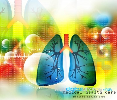 Human Lungs Pulmonary System Stock Image