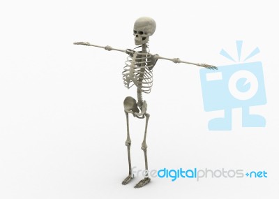 Human Skelton Stock Image