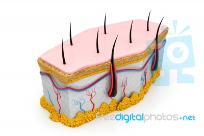 Human Skin And Hair Structure Stock Image