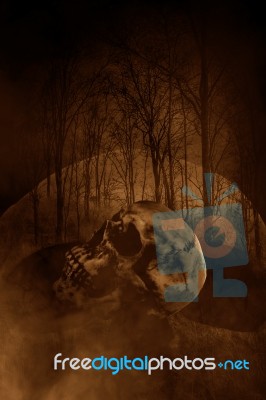Human Skull In Haunted Forest,horror Concept Background Stock Photo