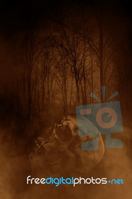 Human Skull In Haunted Forest,horror Concept Background Stock Photo