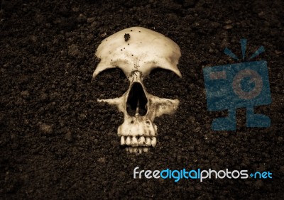 Human Skull In Soil,horror Background For Halloween Concept And Book Cover Ideas Stock Photo