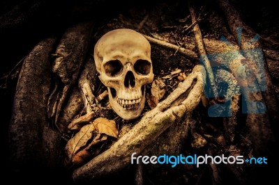 Human Skull On Ruins Place Stock Photo