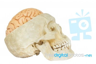 Human Skull With Brains Stock Photo