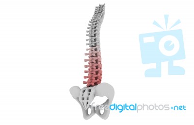 Human Spinal Column Stock Image