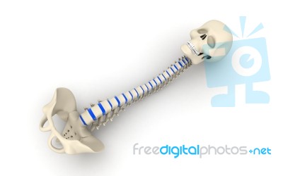 Human Spine Stock Image