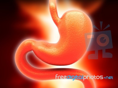 Human Stomach, 3d Rendering Isolated On Red Background Stock Image