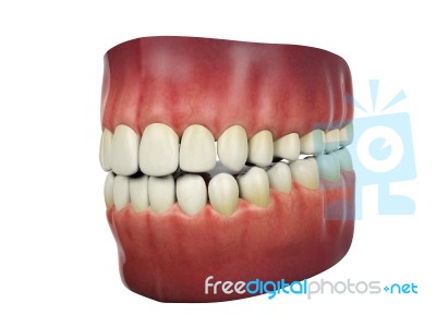Human Teeth Isolated On White Background, 3d Rendering Stock Image