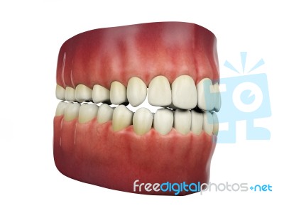 Human Teeth Isolated On White Background, 3d Rendering Stock Image