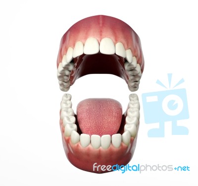Human Teeth Opening Isolated On White Background Stock Image