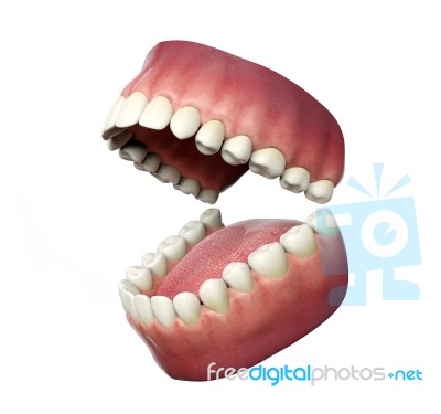 Human Teeth Opening Isolated On White Background, 3d Rendering Stock Image
