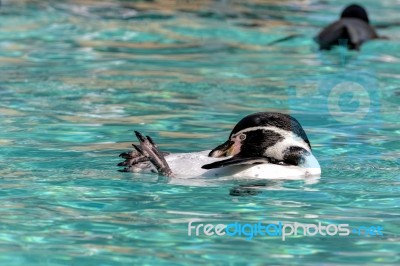 Humboldt Penguin (spheniscus Humboldti) Stock Photo