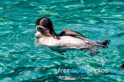 Humboldt Penguin (spheniscus Humboldti) Stock Photo