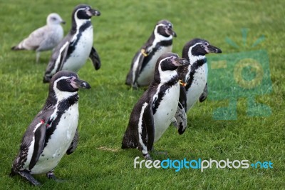 Humboldt Penguin (spheniscus Humboldti) Stock Photo