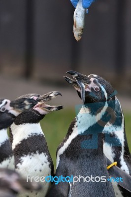 Humboldt Penguin (spheniscus Humboldti) Stock Photo