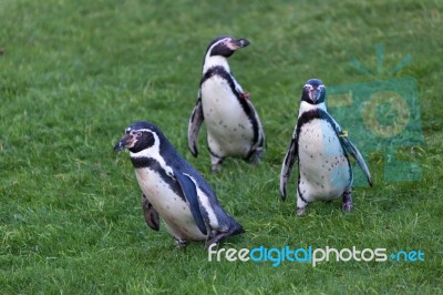 Humboldt Penguin (spheniscus Humboldti) Stock Photo