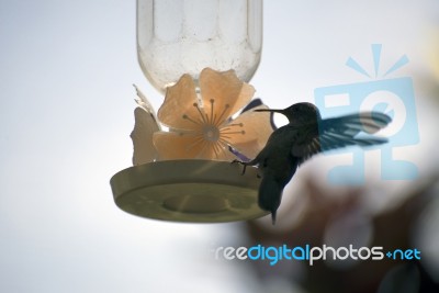 Hummingbird Flying Over A Water Trough Stock Photo